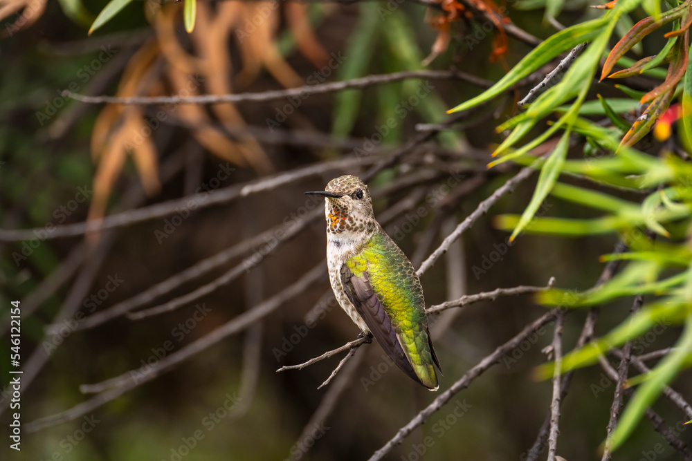 Anna's Hummingbird (Calypte anna) perched on a tree. Anna's Hummingbird (Calypte anna) perched on a tree.