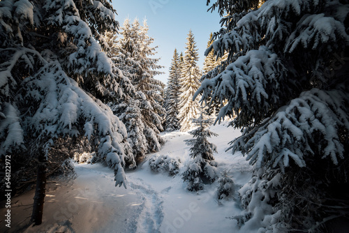 Snowy winter landscape. Snow covered trees in forest. Low Tatras National Park Slovakia. Christmas postcard.