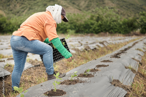 Woman leaning in open chili field transplanting seedlings from tray.