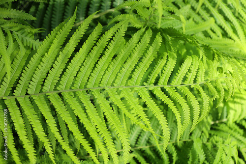 A fern is a member of a group of vascular plants that reproduce via spores and have neither seeds nor flowers. photo