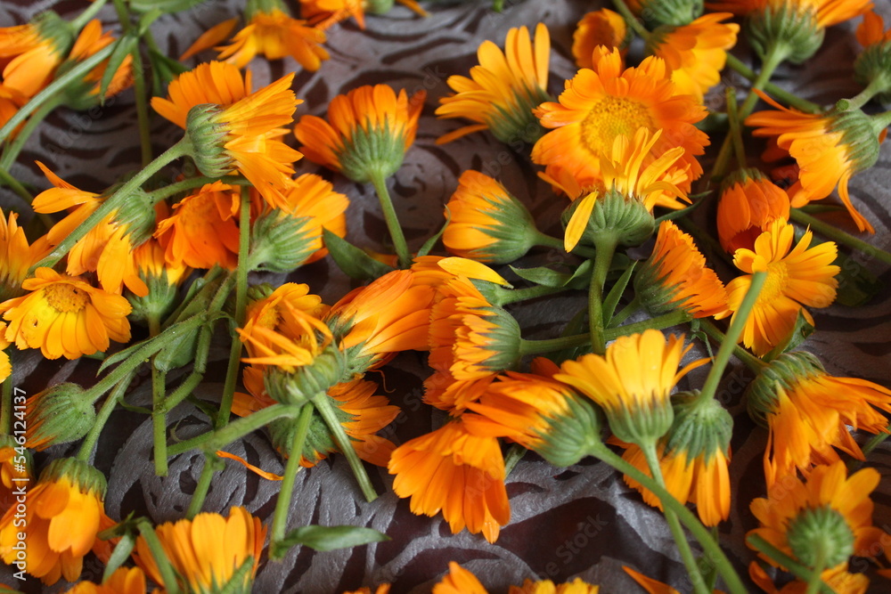 the background is made up of the flowers of yellow orange marigolds of calendula. Collection of seeds of flowers of medicinal herbs of plants. Preparation for planting sowing. Medicine m the background is made up of the flowers of yellow orange marigolds of calendula. Collection of seeds of flowers of medicinal herbs of plants. Preparation for planting sowing. Medicine m