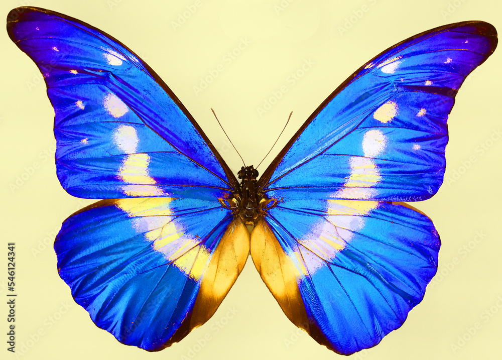 Metallic morpho butterflies comprise many species of Neotropical butterfly under the genus