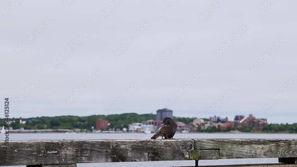 wildlife in the city - birds are resting on the ocean shore. a pair of pigeons kisses
wildlife in the city - birds are resting on the ocean shore. a pair of pigeons kisses