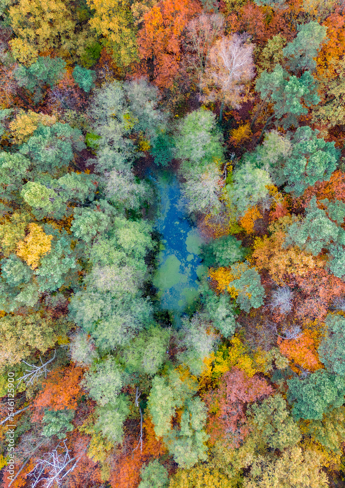 Naklejka premium Pond in the park in autumn colors - Pabianice - Poland
