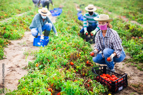 Group of seasonal workers in masks harvesting tomatoes, plants are damaged after heavy rain, natural disasters in agriculture concept