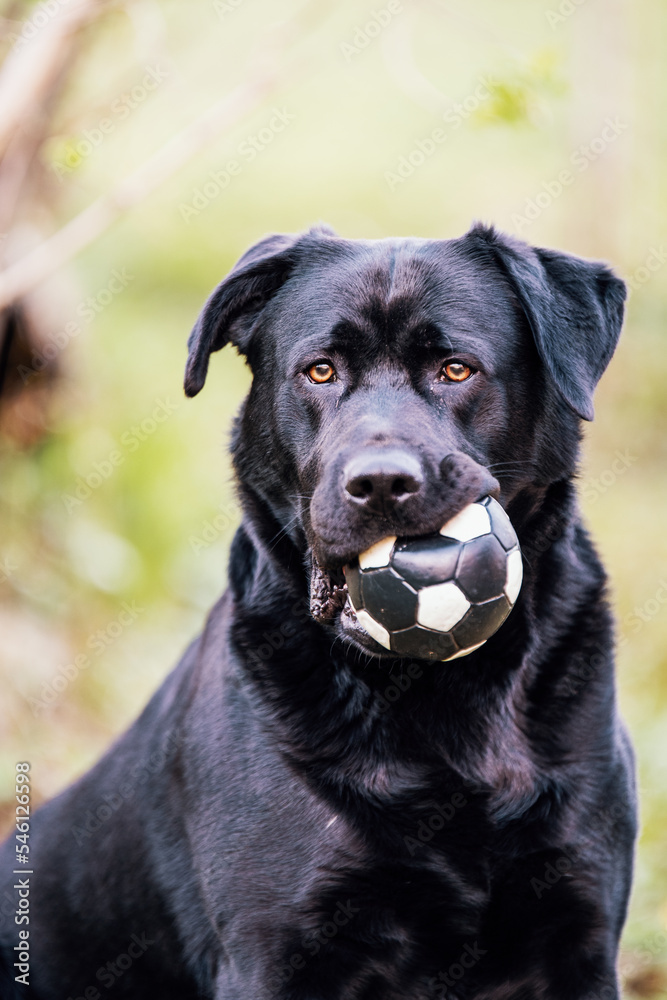 Happy black labrador retriever lying on a grass with ball Happy black labrador retriever lying on a grass with ball