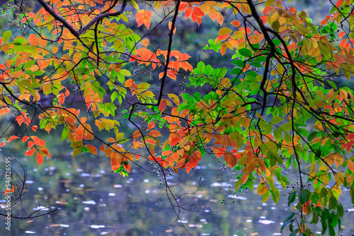 深まり行く秋、混じり合う緑色の葉と赤色の葉