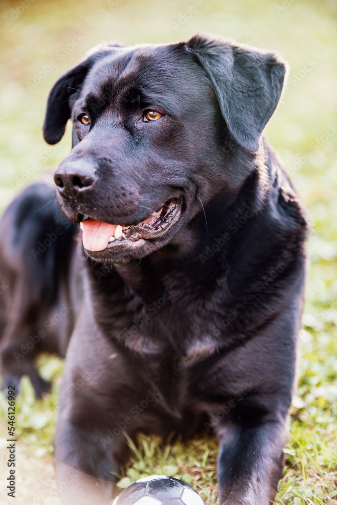 Happy black labrador retriever lying on a grass with ball Happy black labrador retriever lying on a grass with ball