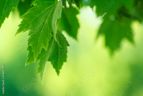 Maple - green leaves background