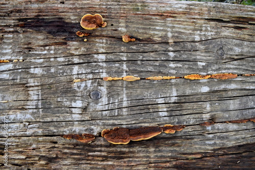 Old wood texture with mushrooms on it 