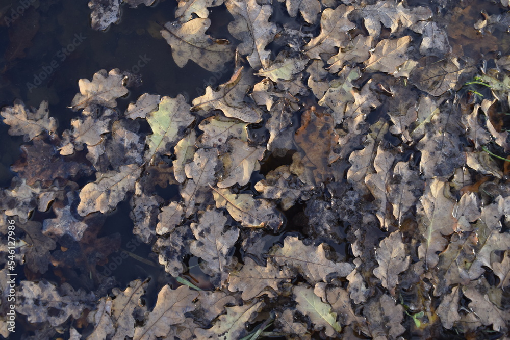 Autumn leaves on water surface texture