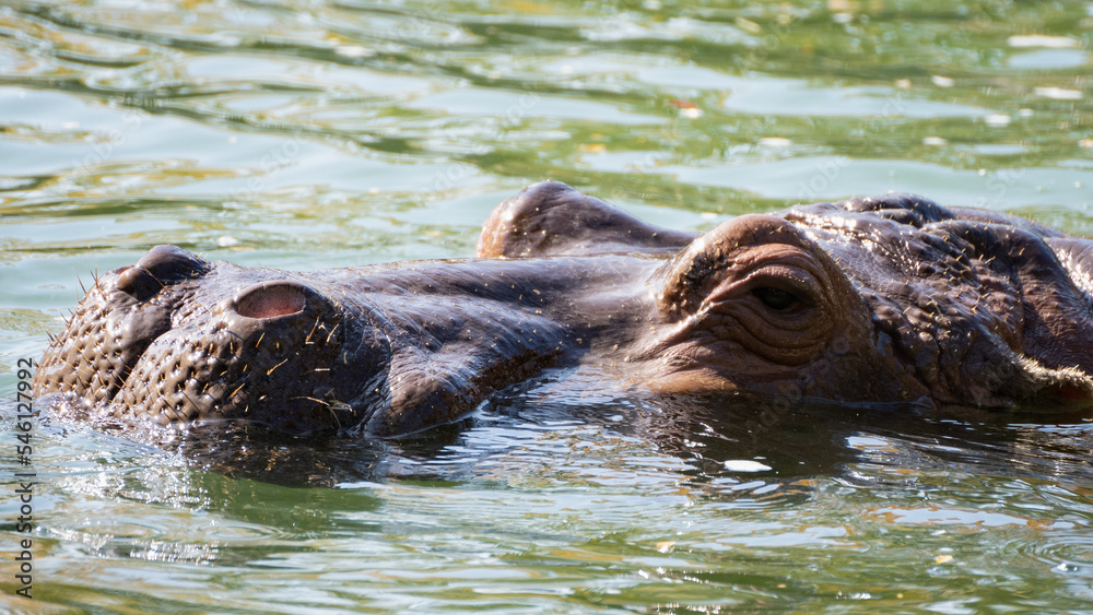 Fototapeta premium 動物園で水浴びや遊びをするカバ