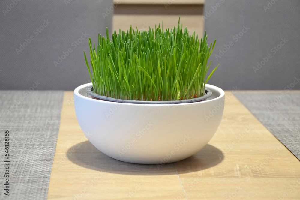 Wheat grass growing in pot