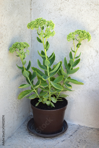 Sedum plant (sedum spectabile ) in flower pot. Autumn joy sedum