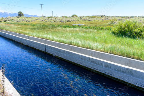 Rainbow trout, Oncorhynchus mykiss, in fish hatchery raceways at Eastern Sierra Nevada Mountains, California