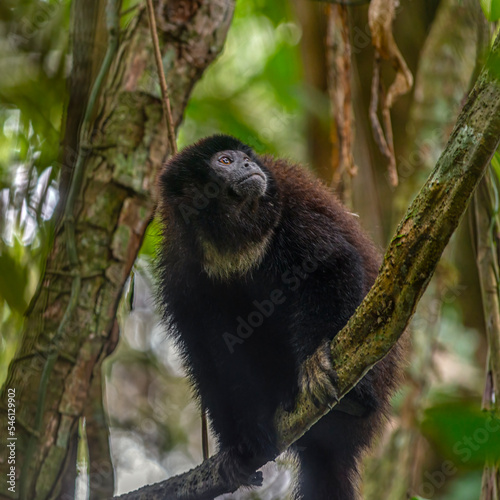 Canvas Print Ecuadorian mantled howler monkey (Alouatta palliata aequatorialis) sitting on a tree in the Cuyabeno Amazon national park in Ecuador