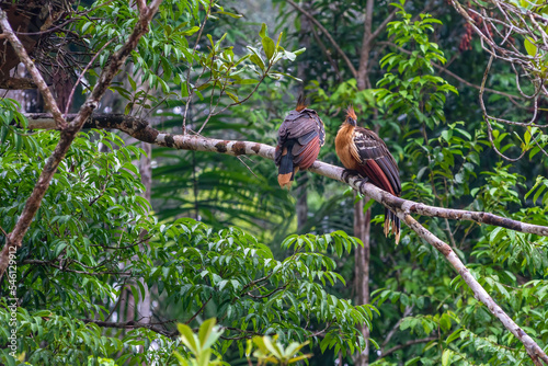 Pair of Hoatzin birds (Stinkbird or reptile bird - Opisthocomus hoazin) siting on a tree branch in the lush vegetation of the rainforest in the Amazonian Cuyabeno national park photo