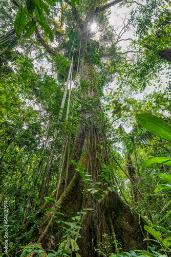 Low angle view on a tall Ceiba pentandra tropical tree in the Amazon forest of Cuyabeno national park in Ecuador. It s buttress roots can be clearly seen and sunbeams pierce through the canopy