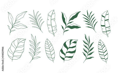 Set of Hand drawn tropical leaves element. Vector illustration isolated on white background