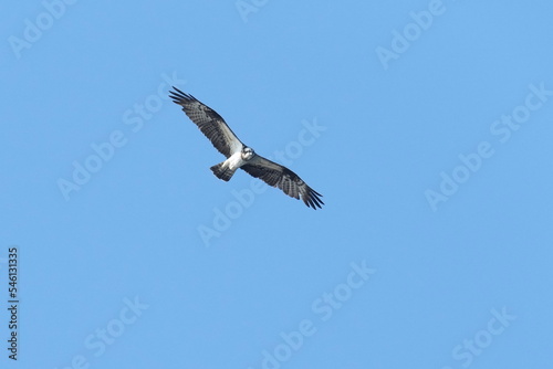 osprey in flight © Matthewadobe