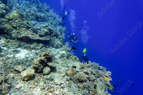 Fototapeta Naklejka Na Ścianę i Meble -  Indonesia Alor Island - Marine life Scuba Diving in coral reef