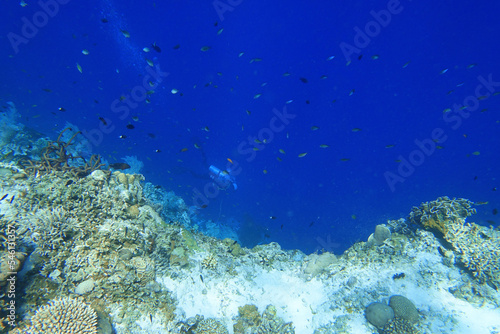 Indonesia Alor Island - Marine life Scuba Diving in coral reef