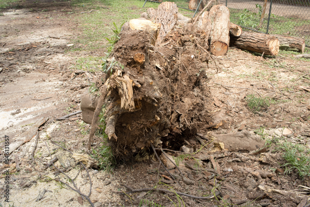 A tree that was uprooted and fell down during a windstorm in Olhos de agua park in Brasilia, and was sawed up to be removed A tree that was uprooted and fell down during a windstorm in Olhos de agua park in Brasilia, and was sawed up to be removed
