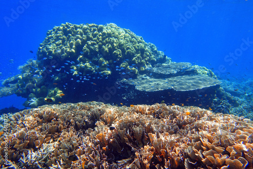 Fototapeta Naklejka Na Ścianę i Meble -  Indonesia Alor Island - Marine life coral reef with tropical fish