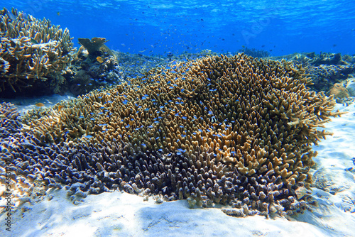 Fototapeta Naklejka Na Ścianę i Meble -  Indonesia Alor Island - Marine life coral reef with tropical fish