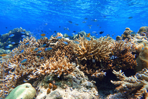 Fototapeta Naklejka Na Ścianę i Meble -  Indonesia Alor Island - Marine life coral reef with tropical fish