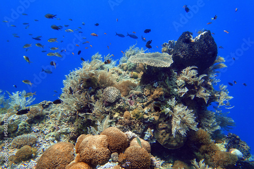 Fototapeta Naklejka Na Ścianę i Meble -  Indonesia Alor Island - Marine life coral reef with tropical fish