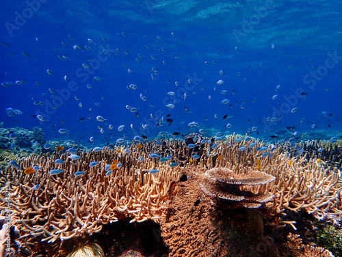 Indonesia Alor Island - Marine life coral reef with tropical fish