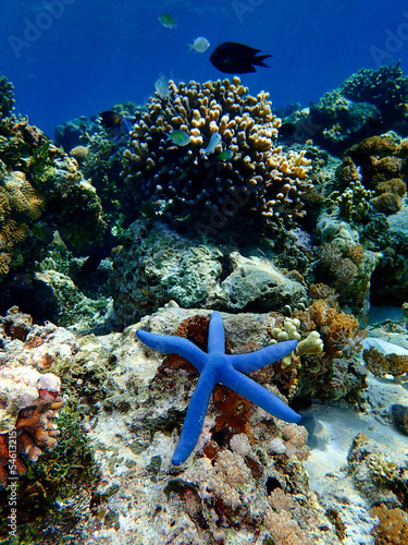 Indonesia Alor Island - Marine life Blue sea star - Linckia laevigata