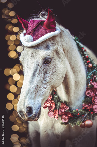 Head portrait of a horse wearing a festive christmas wreath and a santa hat in front of a black blackground © Annabell Gsödl