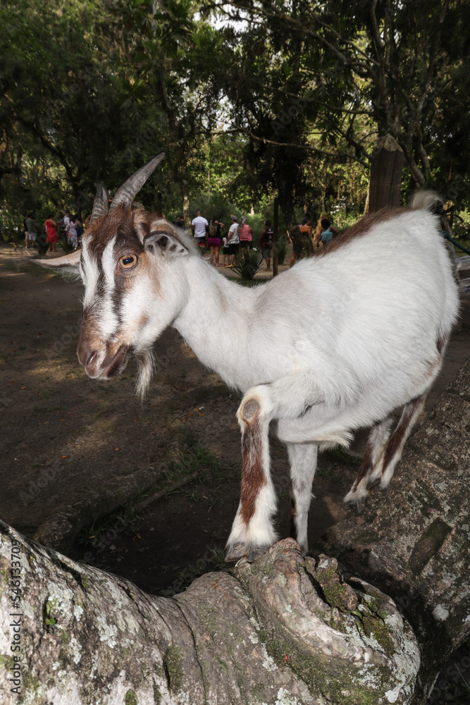Obraz premium Goat on a Dead Tree