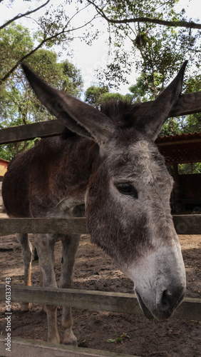 Donkey Behind Fence © Ricardo Pires
