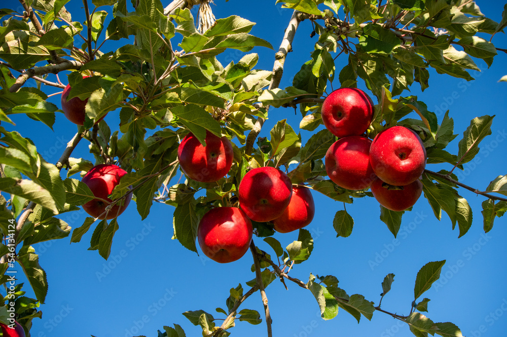 収穫間近のリンゴ