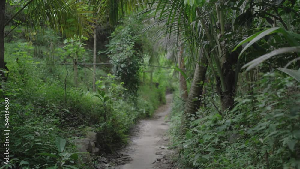 Sacred Green Forest Les Village in Bali Indonesia Sacred Green Forest Les Village in Bali Indonesia