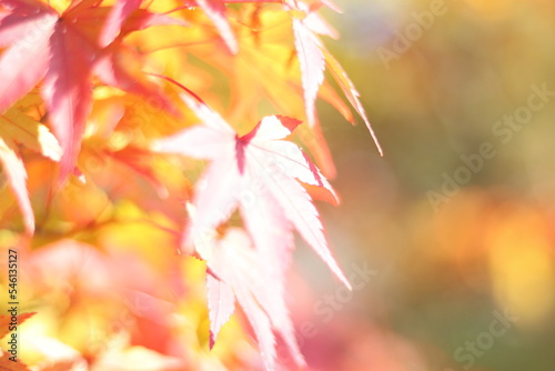 autumn leaves background
