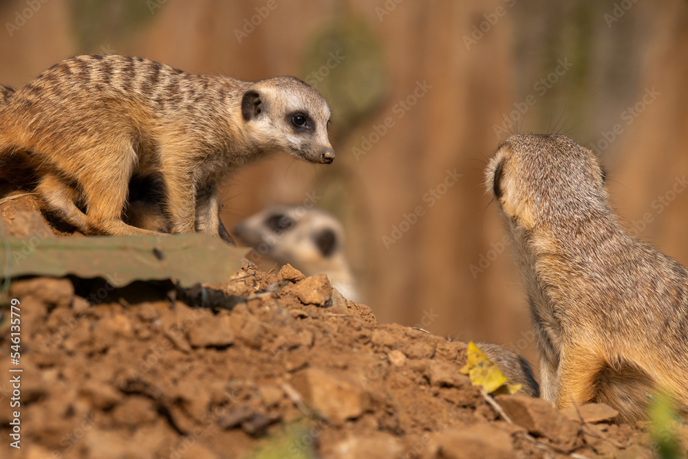 Fototapeta premium Meerkat's behavior during the day, blurred background, copy space for text