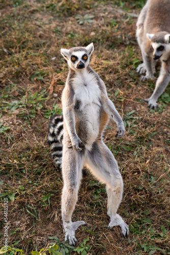 Ring-tailed lemur, Lemur catta standing on his tail around other lemurs