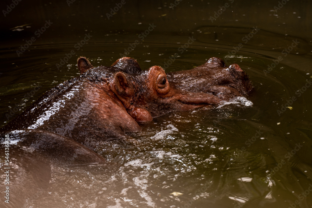 close-up head of a smiling hippopotamus in water from the Nile close-up head of a smiling hippopotamus in water from the Nile