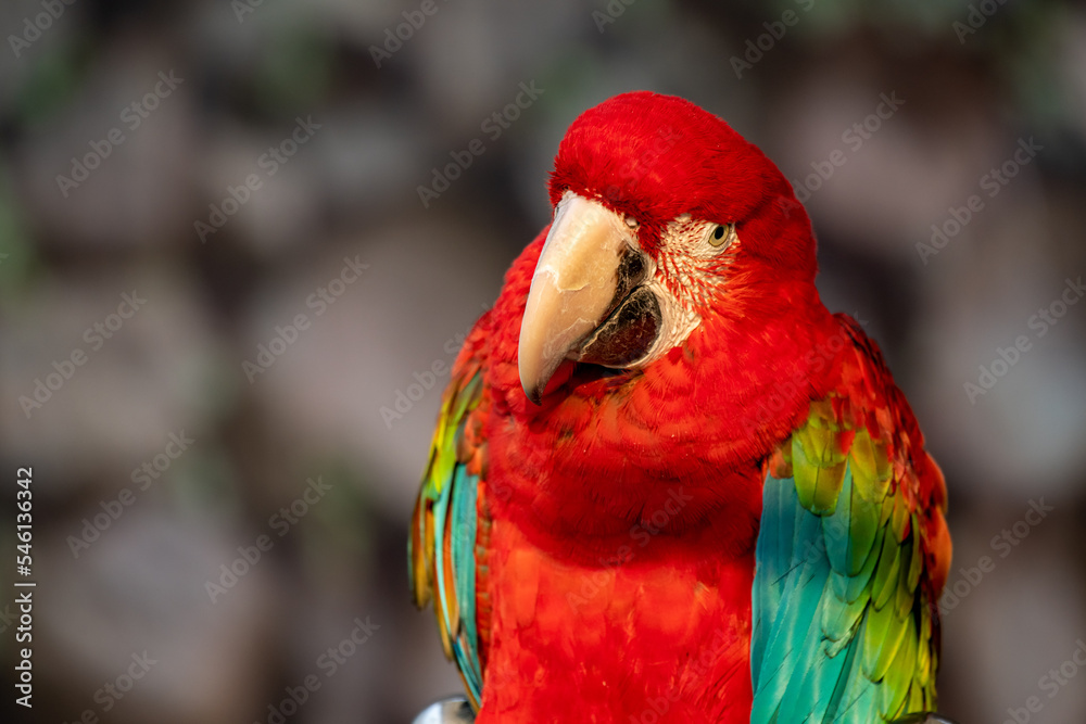 Blue and Red Macaw Ara Chloropterus Bird Sitting in Wood Log with Blurred Green Natural Background