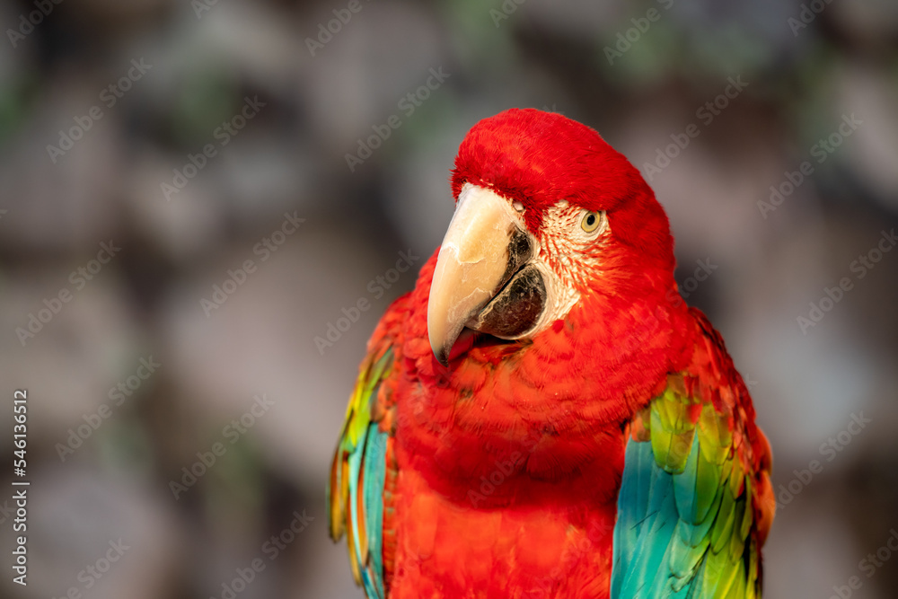 Side view of the head of a macaw parrot on a green background. Tropical birds as popular pet breeds. Blurred background.