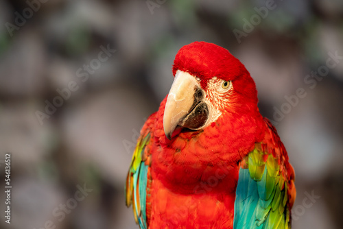 Side view of the head of a macaw parrot on a green background. Tropical birds as popular pet breeds. Blurred background.