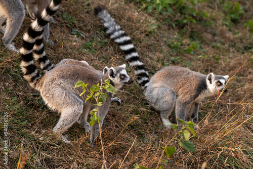 Lemurs in the grass, Ring-tailed Lemur (Lemur catta)