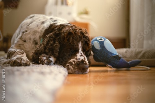 English Springer Spaniel Asleep on Floor with a Dog Toy photo