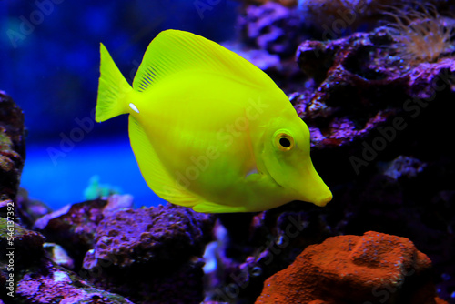 Yellow tang fish - Zebrasoma Flavescens photo