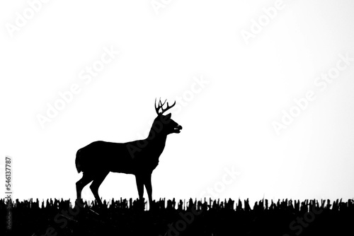 silhouette of a white-tailed deer buck  odocoileus virginianus  standing in a Wisconsin cornfield and breathing heavy from the rut