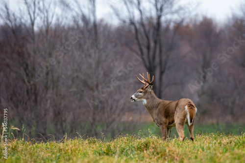 White-tailed deer buck (odocoileus virginianus) grunting during the Wisconsin rut